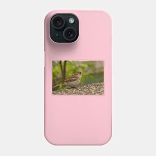 House Sparrow in Ljubljana, Slovenia Phone Case