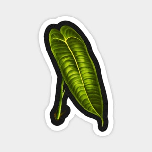 Anthurium Veitchii leaf botanical illustration Magnet