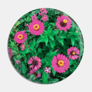 Pink Zinnia flower bush background Pin