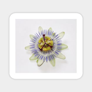 Isolated Bluecrown Passiflora Magnet