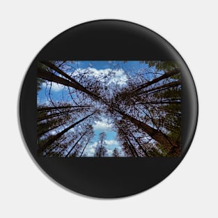 Wide angle fisheye photograph of trees Pin