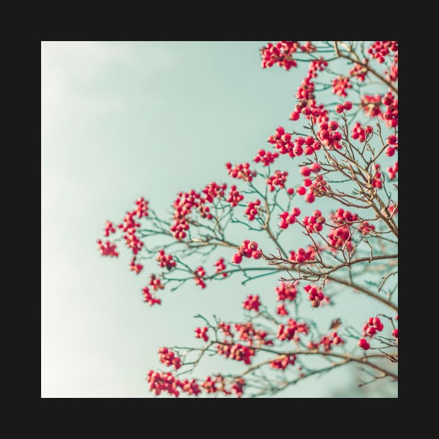 Red Berries by Debra Cox 