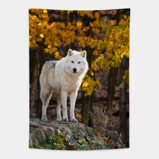 Arctic Wolf Tapestry