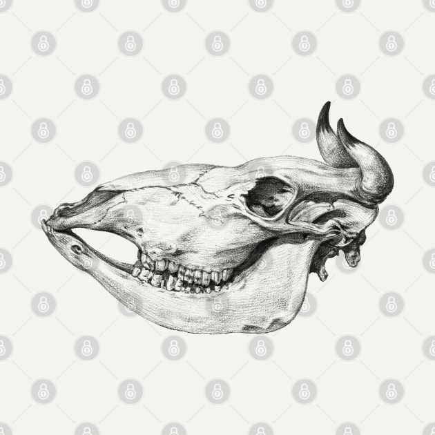 Skull of a cow by Jean Bernard by Helgar