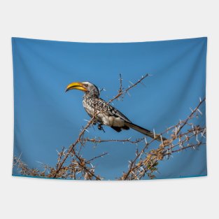 Namibia. Etosha National Park. Southern Yellow-Billed Hornbill. Tapestry