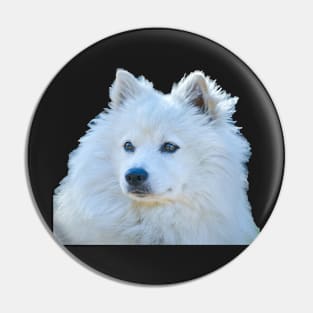 American Eskimo Dog picture Pin