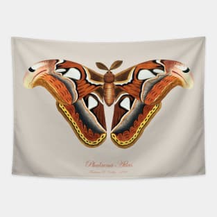 Moth - Atlas Moth, Phalaena Atlas, Attacus Atlas Tapestry