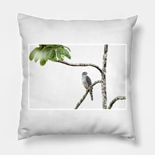 Bicolored Hawk - Costa Rica Pillow