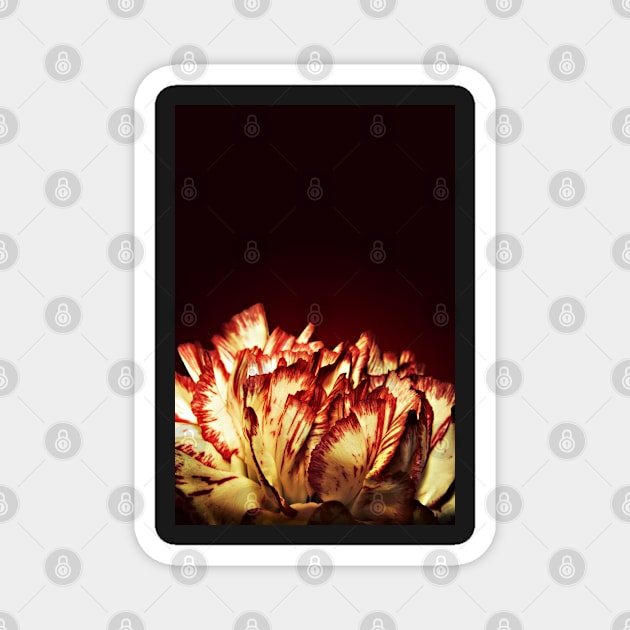 Carnation Flower Fire Magnet by InspiraImage