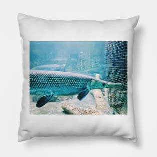 aquarium, fish, alligator gar, fish tank, gar fish, monster fish, tropical fish, gar, water change, fish keeper, monster fish keeper, exotic pets, pet, wet pet, wet pets Pillow