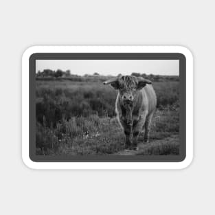Rural Zen: Captivating Cow in Black & Gray Magnet
