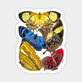 Butterflies Watercolor #14 Magnet