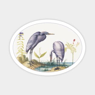 Two Great Egrets with Green Breeding Masks (1575–1580) Magnet