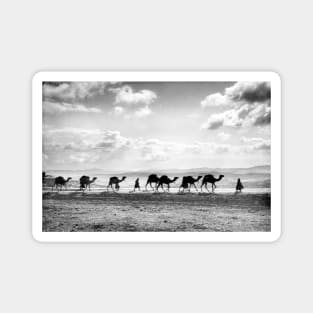 Egyptian Camel Caravan Near Olivet, Jerusalem 1918 Magnet