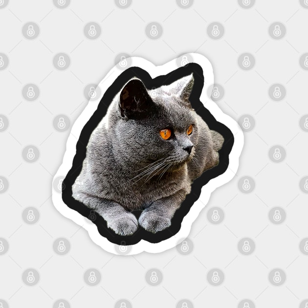 British Shorthair Blue Cat Magnet by ElegantCat