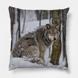 Timber Wolf In Snow Pillow