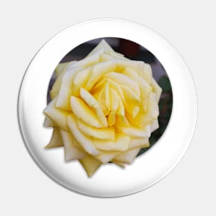 Yellow Rose Pin