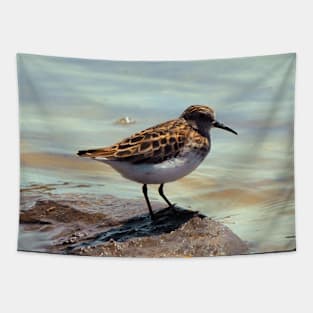 A Least Sandpiper Along a Shore Tapestry