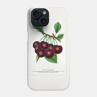 Black Tartarian Cherry Lithograph (1900) Phone Case