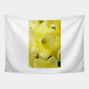 Narcissus  &#39;Saint Patrick&#39;s Day&#39;   Division 2 Large-cupped Daffodil Tapestry