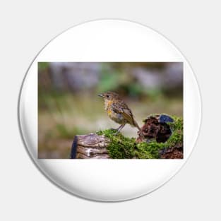 Juvenile Robin Pin