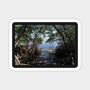 Water in Mangrove Clearing Magnet