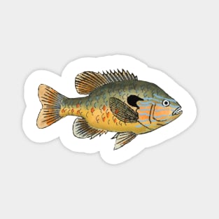 Longear Sunfish Magnet