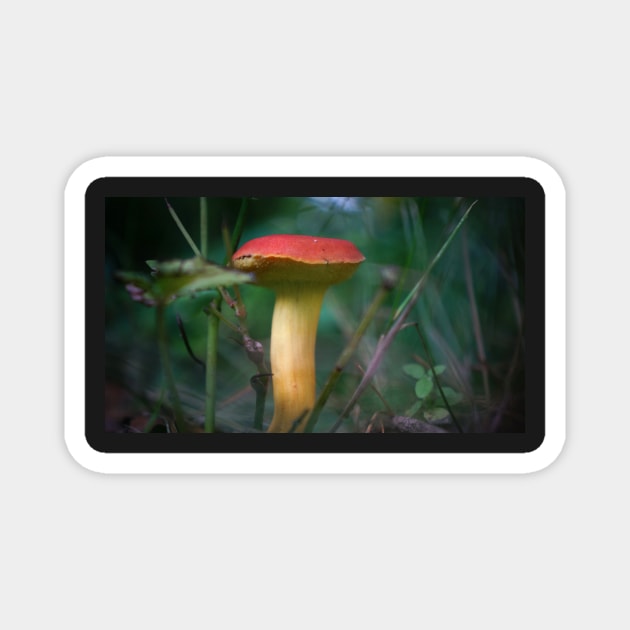 Red Capped Mushroom Magnet by 1Redbublppasswo