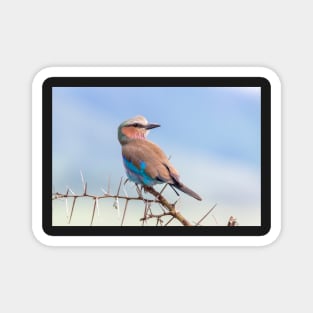 Lilac Breasted Roller, Ngorongoro Crater Magnet