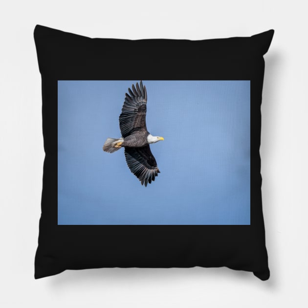 Soaring Bald Eagle Pillow by Debra Martz