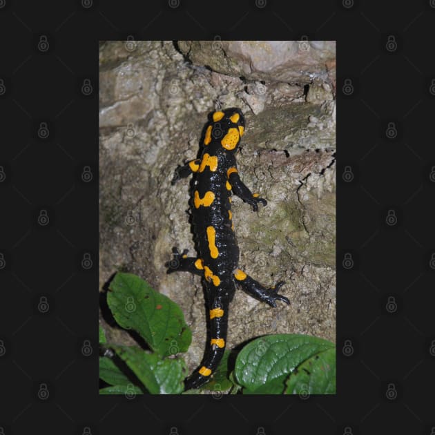 Fire Salamander on Rock by jojobob