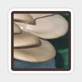 Oyster Mushroom Magnet