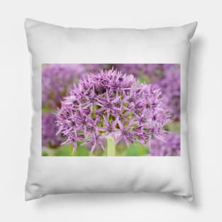 Allium stipitatum  &#39;Violet Beauty&#39; Pillow