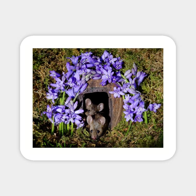 George the mouse in a log pile house - Spring flowers blue bells Magnet by Simon-dell
