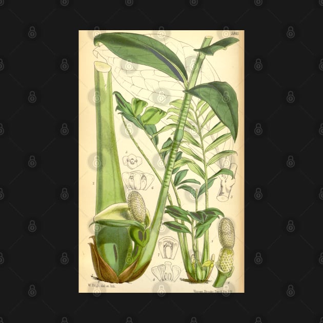 ZZ plant - botanical illustration by chimakingthings