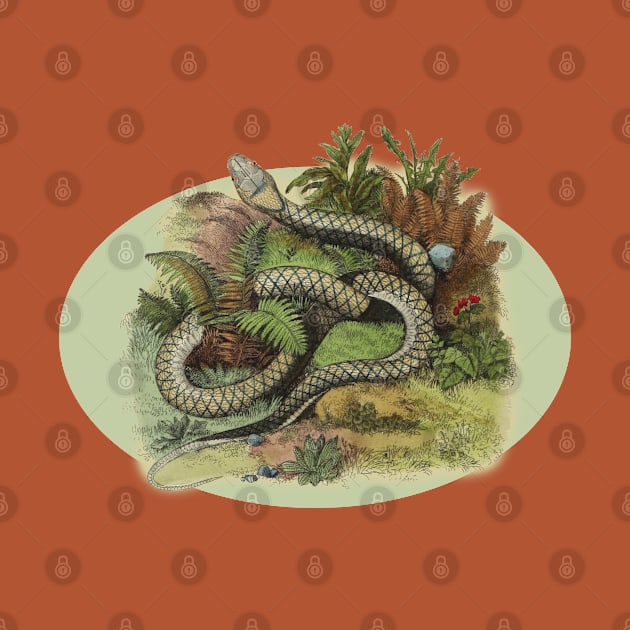 SNAKE ILLUSTRATION by Biophilia