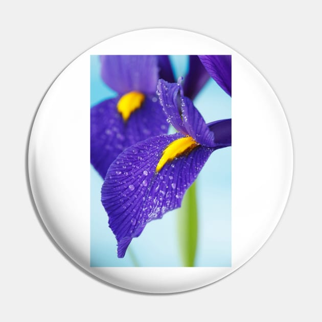 Iris  'Blue Pearl'  Dutch iris Pin by chrisburrows