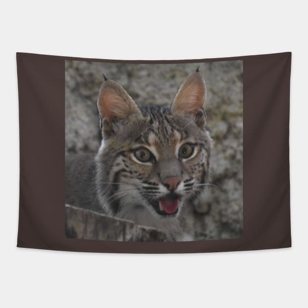 Bobcat Tapestry by Sharonzoolady