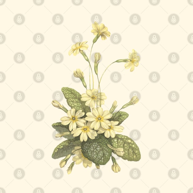 Primrose Flower Vintage Botanical Illustration by Biophilia