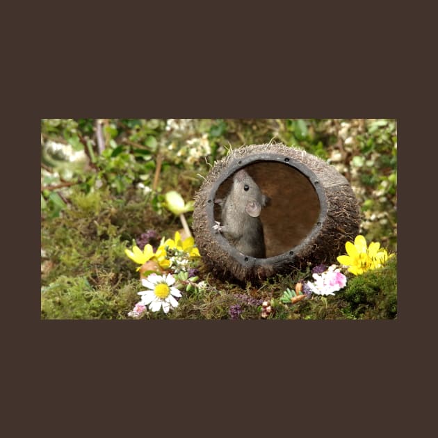 Little mouse in a coconut shell by Simon-dell