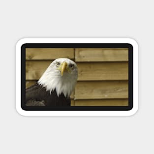 Curious Bald Eagle Magnet