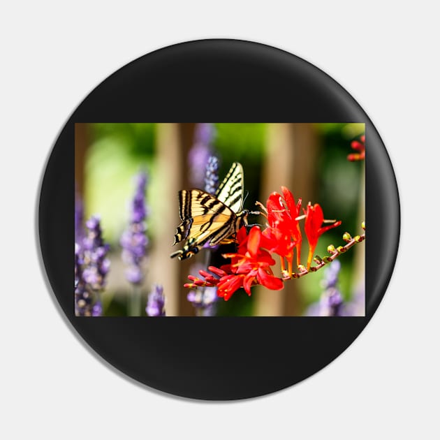 Swallowtail butterfly on crocosmia Pin by blossomcophoto