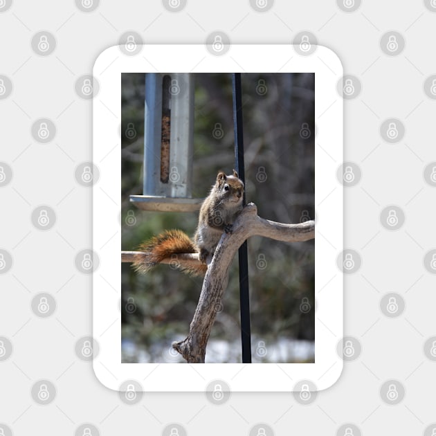 Waiting for Lunch , Squirrel Magnet by rconyard