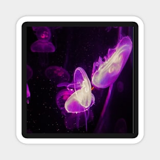 Pink/purple jellyfish Magnet