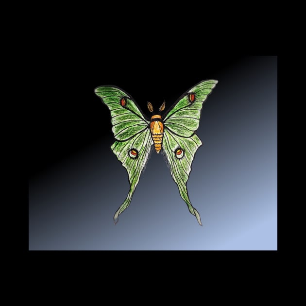 Luna moth at night by Matt Starr Fine Art