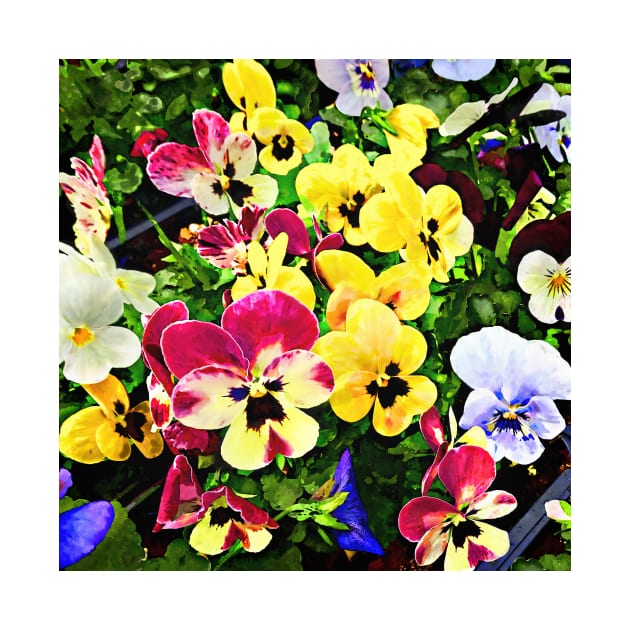 Flat of Pansies Mixed Colors by SusanSavad