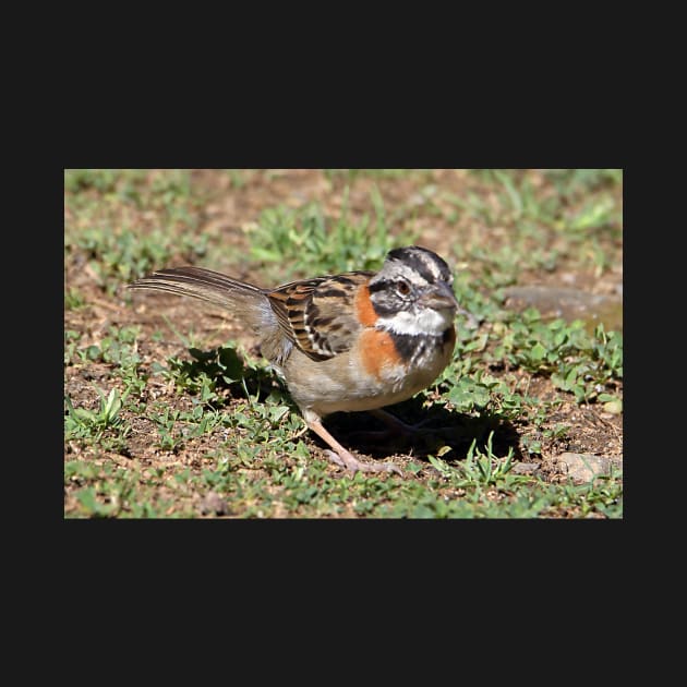 Rufous-collared Sparrow by Carole-Anne