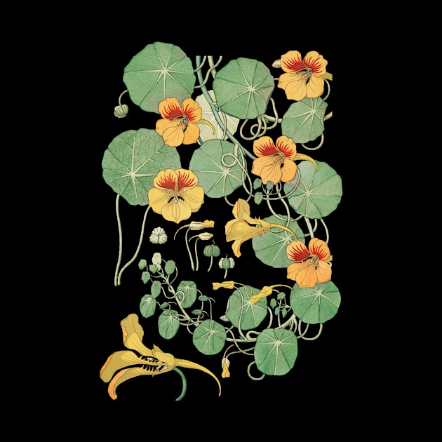 Capucine nasturtium from La Plante et ses Applications ornementales 1896 by Anodyle