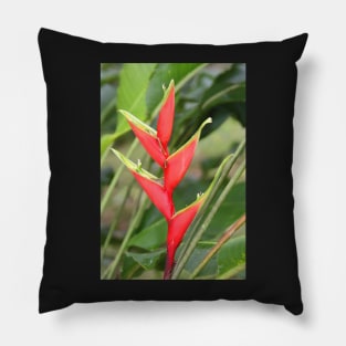 An Exotic Heliconia Pillow