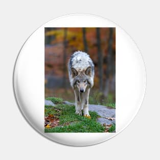 Timber Wolf Pin